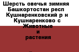 Шерсть овечья зимняя - Башкортостан респ., Кушнаренковский р-н, Кушнаренково с. Животные и растения » Другие животные   . Башкортостан респ.